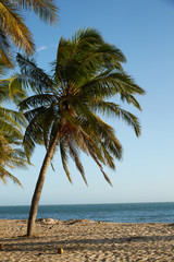 Fototapeta na wymiar landscapes with palm trees in Vietnam