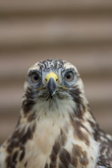 Close portrait of Buzzard Portrait (Buteo buteo) with a small feather stuck to his beak.