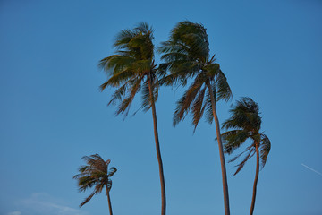 Obraz premium landscapes with palm trees in Vietnam