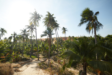 Fototapeta na wymiar landscapes with palm trees in Vietnam