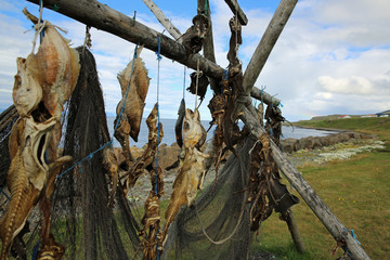 Stockfisch in Island 