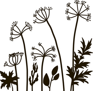 floral composition with dill plant