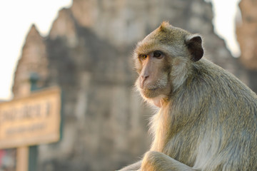 Long-tailed macaque monkey (Crab-eating macaque) in Lopburi prov