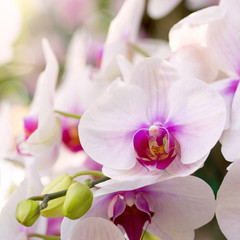 white phalaenopsis orchid flower - obrazy, fototapety, plakaty