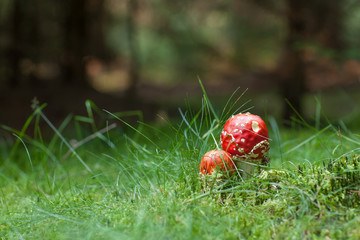 Poisonous Amanita mushrooms