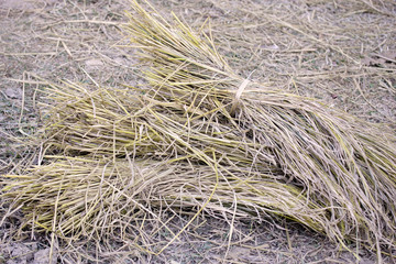 hay and straw
