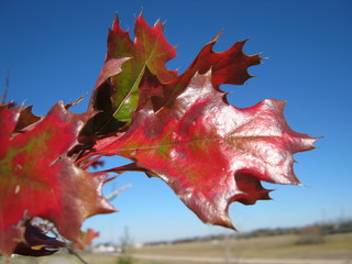 Red and green leaves are shining. 
