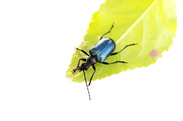 The longhorn beetle Gaurotes virginea on a green leaf