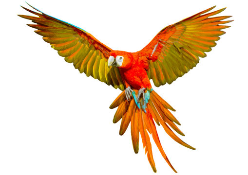 Parrot flying hand draw and paint on white background vector illustration.