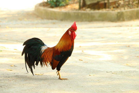 Thai cock