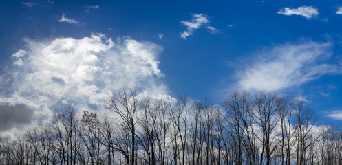 Group of trees against the sky in early spring