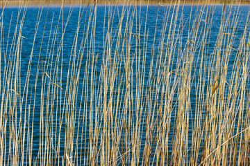 Background of a lake through the stalks of reeds