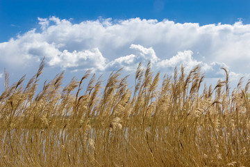 Fototapeta premium Reed beds around a lake on the background of sky