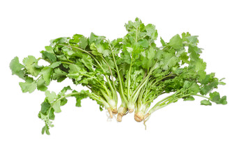 Several stems cilantro on a light background