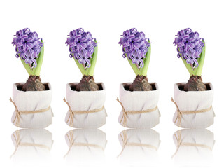 Blue flower. Hyacinth 