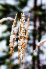Grass covered with snow in winter close shot