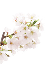 桜のクローズアップ
