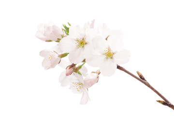 Fototapeta premium 桜のクローズアップ 