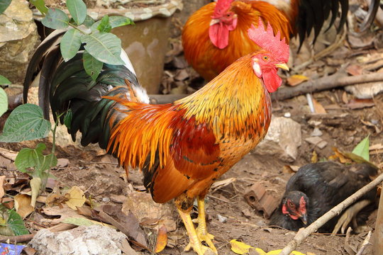 Thai cock