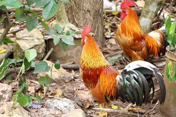 Thai cock