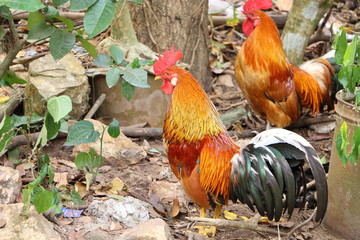 Thai cock