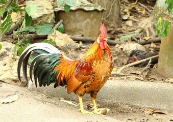 Thai cock