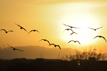 Silhouettes of seagulls flying toward the setting sun.