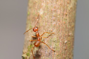 red ant in the green garden
