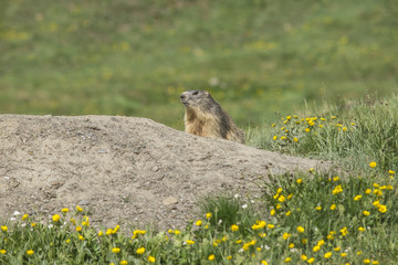 marmot careful