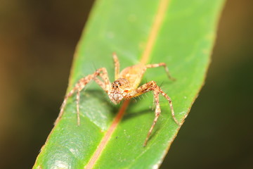 Jump spider on green leaf