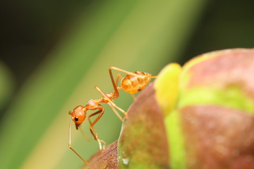 red ant in the green garden