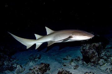 Naklejka premium Nurse Shark close up on black at night