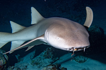 Obraz premium Nurse Shark close up on black at night