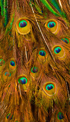 Fototapeta premium Bouquet of Peacock feathers. Large group of colourful Peacock feathers showing the eye of the feather