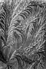 Jack frost etching beautiful pattern, converted to look like a pencil drawing