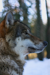 Fototapeta premium Wolf