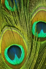 Crédence de cuisine en verre imprimé Paon Closeup of peacock feathers