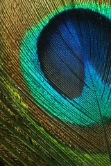 Papier Peint photo autocollant Paon Gros plan de la plume de paon