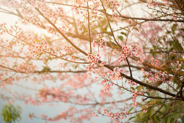Wild himalayan cherry on tree in Chiang Mai province, Thailand.