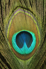 Obraz premium Closeup of peacock feather