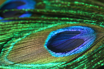 Naklejka premium Closeup of peacock feather