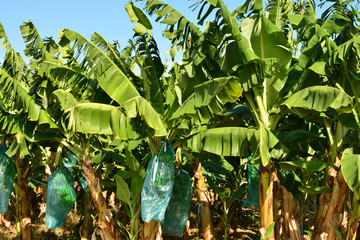  Martinique, banana plantation in Le Vauclin in West Indies