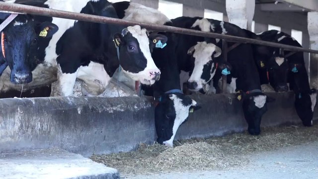 Barn calf. Cows on russian Farm