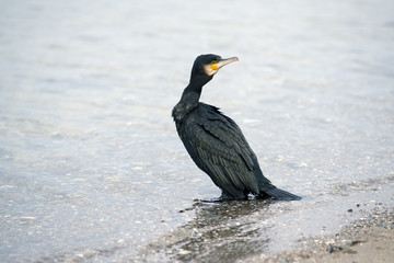 Cormorant (Phalacrocorax carbo)