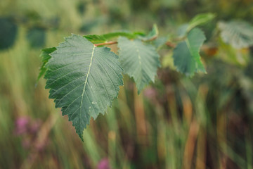 The branch of Alder tree in forest.