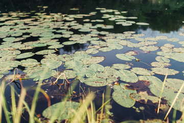 Water lilies in swamp