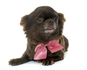 adult brown chihuahua