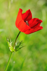 beautiful red anemone flower