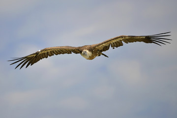 Griffon vulture (Gyps fulvus) in flight on sky background