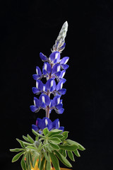Blue Lupine flower isolated on black